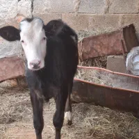 گوساله ماده