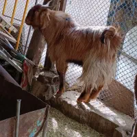 یک عدد بزغاله تروشک