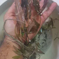 گیاه کریپتون