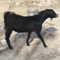 کره نر|حیوانات مزرعه|بندر دیر, |دیوار