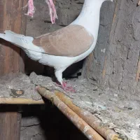 کبوتر دوبال