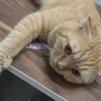 گربه نر جهت جفت گیری|گربه|یزد, |دیوار