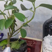 رهن واجاره