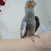 عروس هلندی|پرنده|صومعه‌سرا, |دیوار