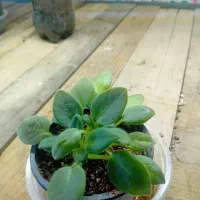 گل گیاه|گل و گیاه طبیعی|صحنه, |دیوار