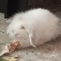 خرگوش