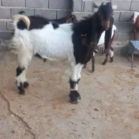 کهره‌‌چپش‌.تخمی‌داشتی|حیوانات مزرعه|سیمکان, |دیوار