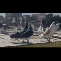 ۳۰تاسادع نر جوجه بوم درجه یک|پرنده|تربتحیدریه, داروپخش|دیوار