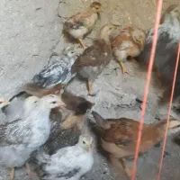 ۲۲عددجوجه گلپایگانی درشت