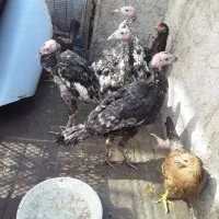 بوقلمون جوجه مرغ و خروس