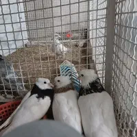 کبوتر جفتی تکی  فری