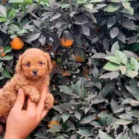 پودل نروماده