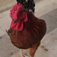 خروس چهل تاج