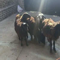 4راس نر1راس ماده شیرمست|حیوانات مزرعه|قزوین, |دیوار