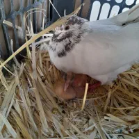 کبوتر گم شده