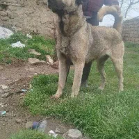سگ سرابی|سگ|نیر (اردبیل), |دیوار