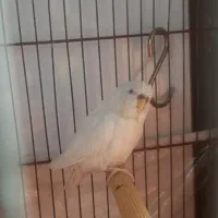 مرغ عشق دستی کوتوله برزیلی زرد صورت هلویی|پرنده|شیراز, شهرک مطهری|دیوار