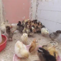 جوجه ۳روزه قیمت ۹۰تومان