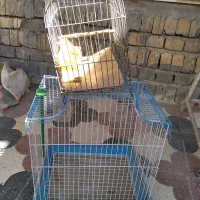 قفس طوطی و سره با سره عوض میکنم