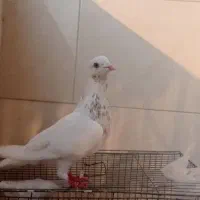 کبوتر همرنگ|پرنده|میناب, |دیوار