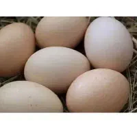 تخم مرغ محلی تازه