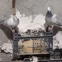 کفتر نر|پرنده|سراوان, |دیوار