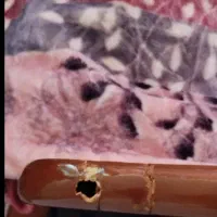 تخت|تخت و سرویس خواب|قم, زنبیل آباد|دیوار