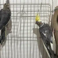 عروس هلندی با جوجه|پرنده|قم, بنیاد|دیوار