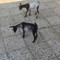 کهره شیرخوار|حیوانات مزرعه|بندرعباس, |دیوار