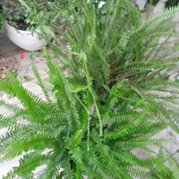 سرخس شمشیری|گل و گیاه طبیعی|رشت, پیرسرا|دیوار