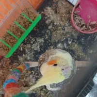 عروس هلندی|پرنده|چناران, |دیوار