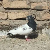 کفتر|پرنده|تربت جام, جامرود|دیوار