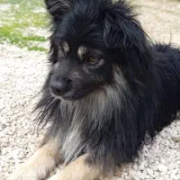 سگ پامر.پیکینز.نر و ماده