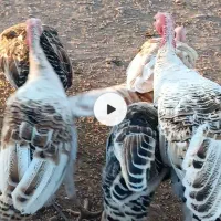 6عدد بوقلمون ماده
