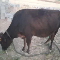 گاوباگوساله