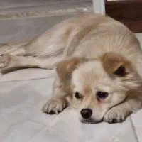 سگ پامر اشپیتز