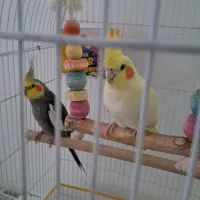 عروس هلندی مولد