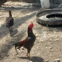 مرغ|حیوانات مزرعه|میناب, |دیوار