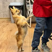 سگ پامرانین روباهی