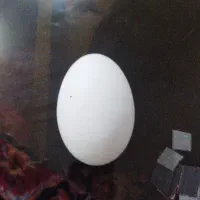 تخم مرغ گاز نصف دار