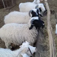 ذبح گوسفند در پارس اباد و حومه|خدمات پذیرایی، مراسم|پارسآباد, |دیوار