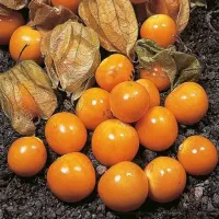 بوته توت طلایی (فیسالیس) فقط 100