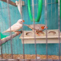 فنچ|پرنده|فولادشهر, C3|دیوار