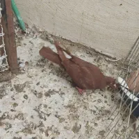 نر طوقی ماده سرخ ماده زرد دمپاک و گوره بزک