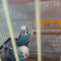 مرغ عشق با قفس