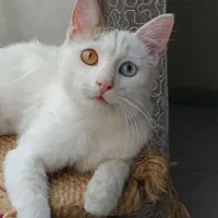 دختر ۶ ماه‌ه ی  زیبا