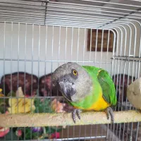 طوطی سنگال