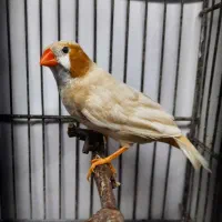 فنچ‌های نر‌‌  اروپایی‌