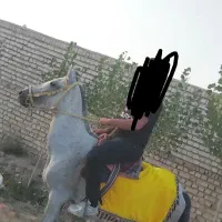 اسب مادیون|اسب و تجهیزات اسب‌سواری|قوچان, |دیوار