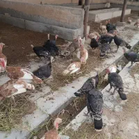 بوقلمون 4 ماهه بوربون و برنز